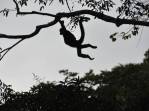 A Chita, uma macaca-aranha na fazenda dos poços termais, na região de Boquete, no Panamá
